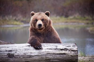 Stirewaltisms: Bear-ly Working