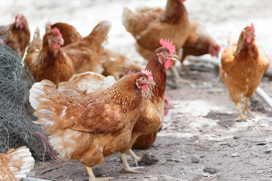 The Sweep: Chickens and Eggs and Otters, Oh My