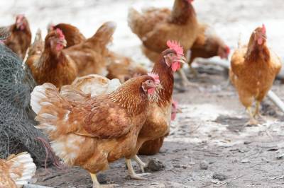 The Sweep: Chickens and Eggs and Otters, Oh My