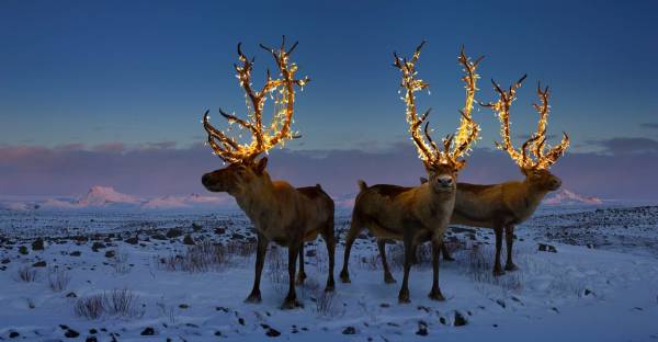 The Morning Dispatch: Our Favorite Holiday Traditions