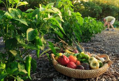The Joy and Luxury of Growing Food for Fun