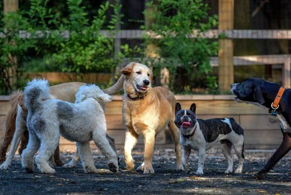 Why We Need More Doggone Parks