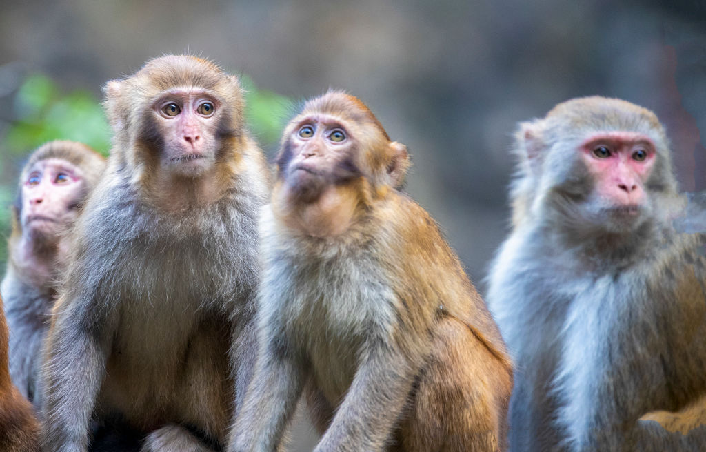The Brutal Reason Some Primates Are Born a Weird Color