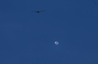 Chinese spy balloon flying above Charlotte