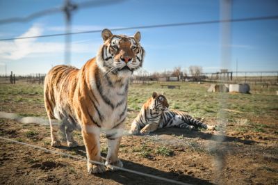 Wild Animal Sanctuary In Colorado Home To Almost 40 Tigers From Wildly Popular Documentary Of Joe Exotic “Tiger King”