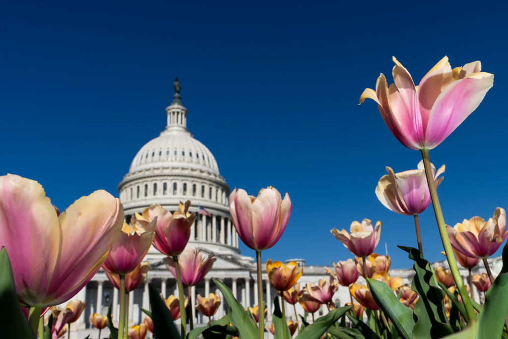 Capitol Tulips