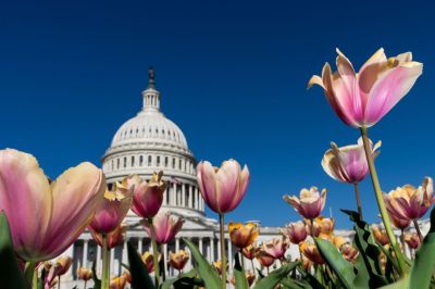 Capitol Tulips