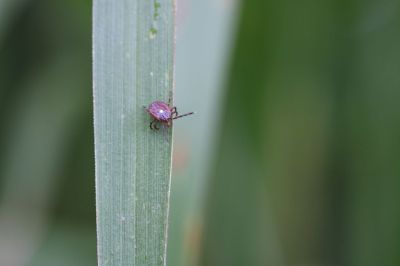 Female lone star tick