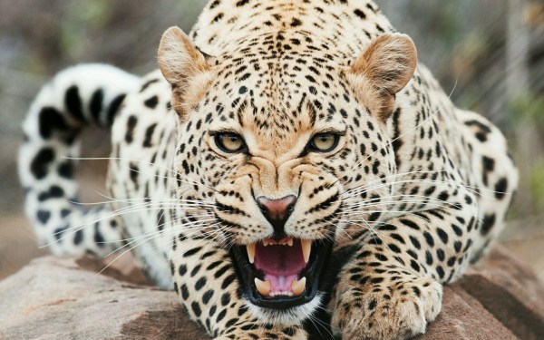 Featured image for post: Leopards Eating People’s Faces