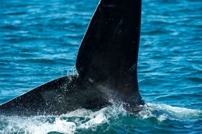 TOPSHOT-US-ENVIRONMENT-CONSERVATION-RIGHT-WHALES