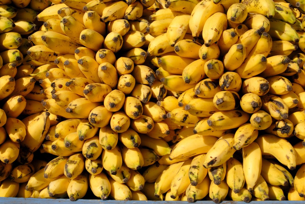 Ripe bananas in Sangli, Maharashtra, India.