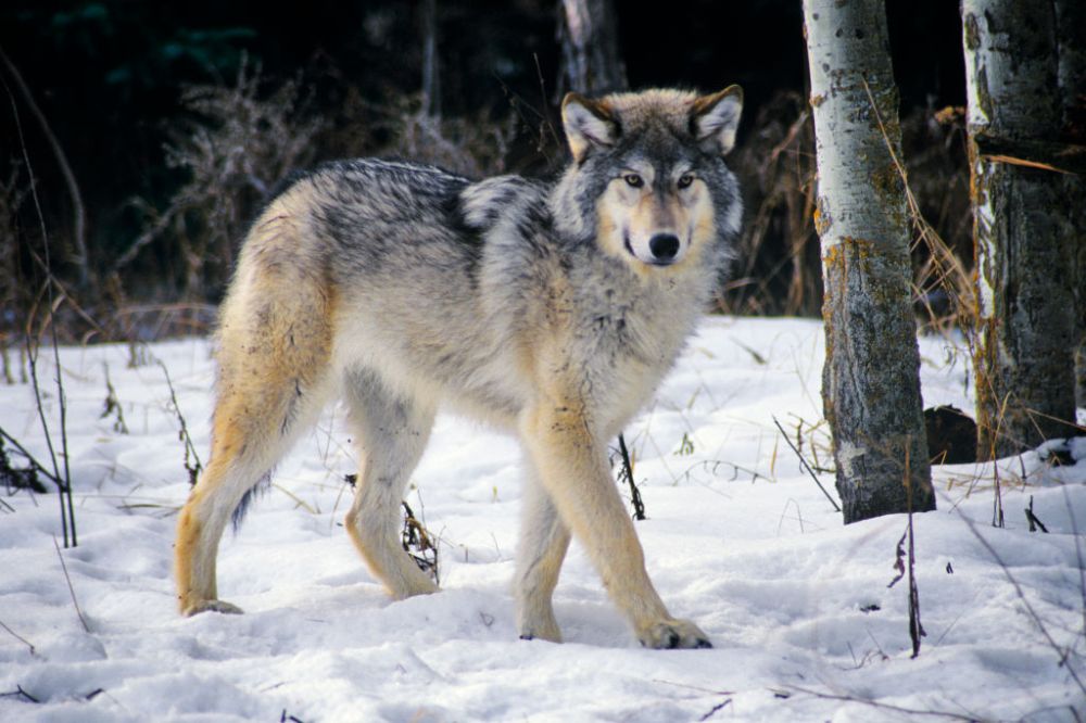 Grey Wolf