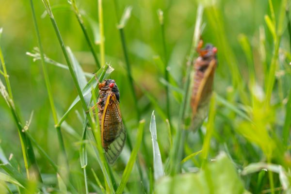Featured image for post: The Great Cicada Co-Emergence, Explained