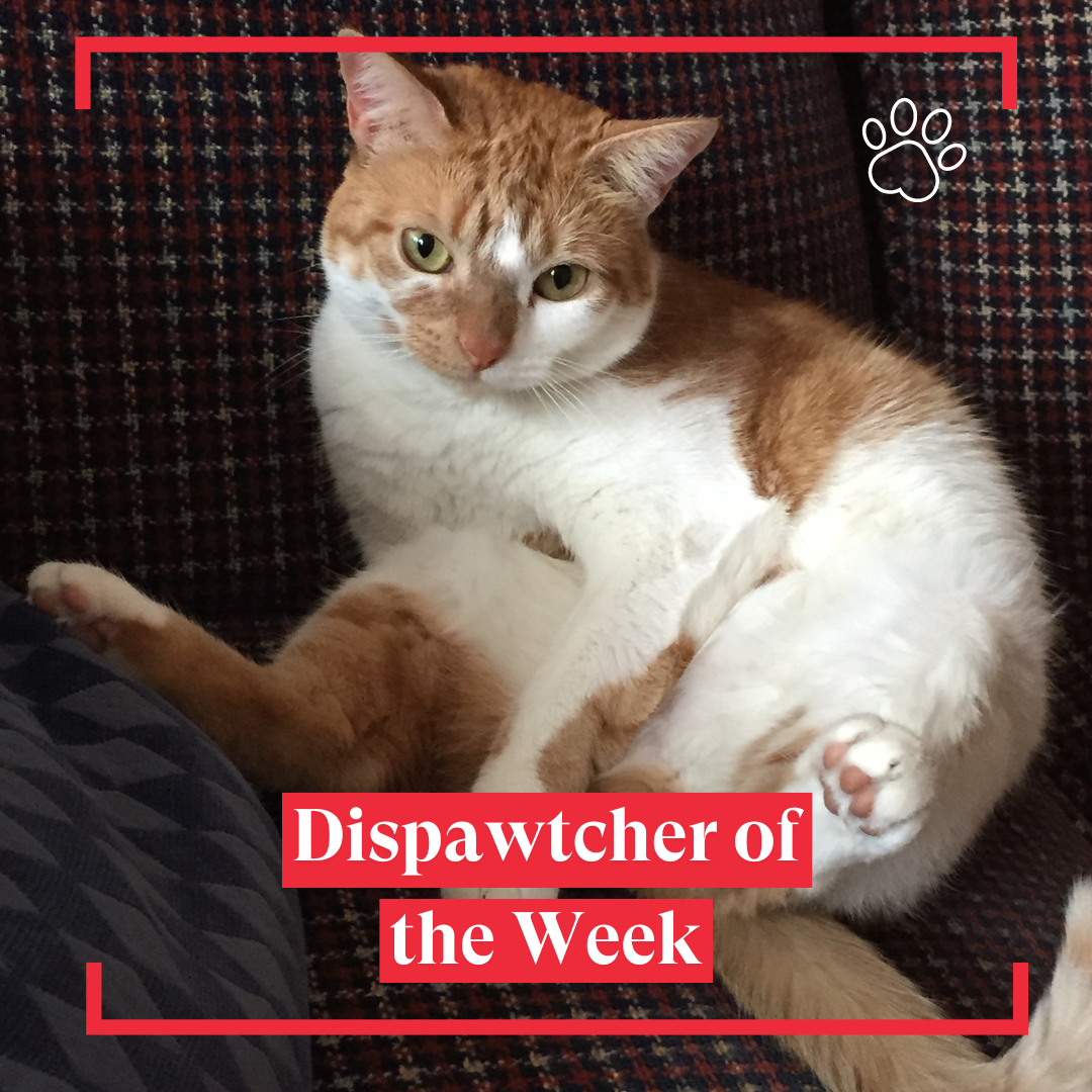 Copy of Dispawtch of the Week (4)