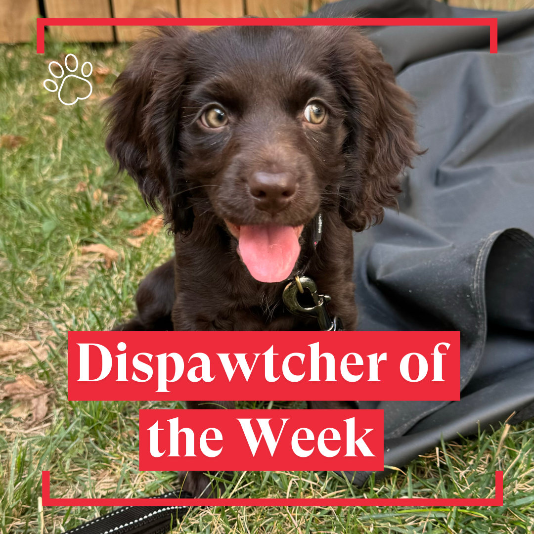 Dispawtch of the Week (12)