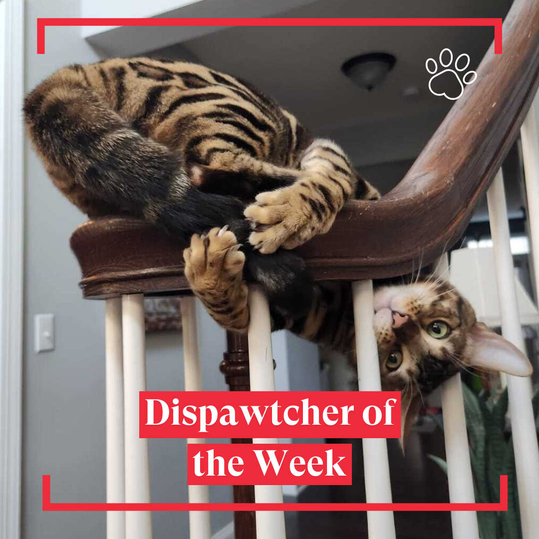 Copy of Dispawtch of the Week (2)