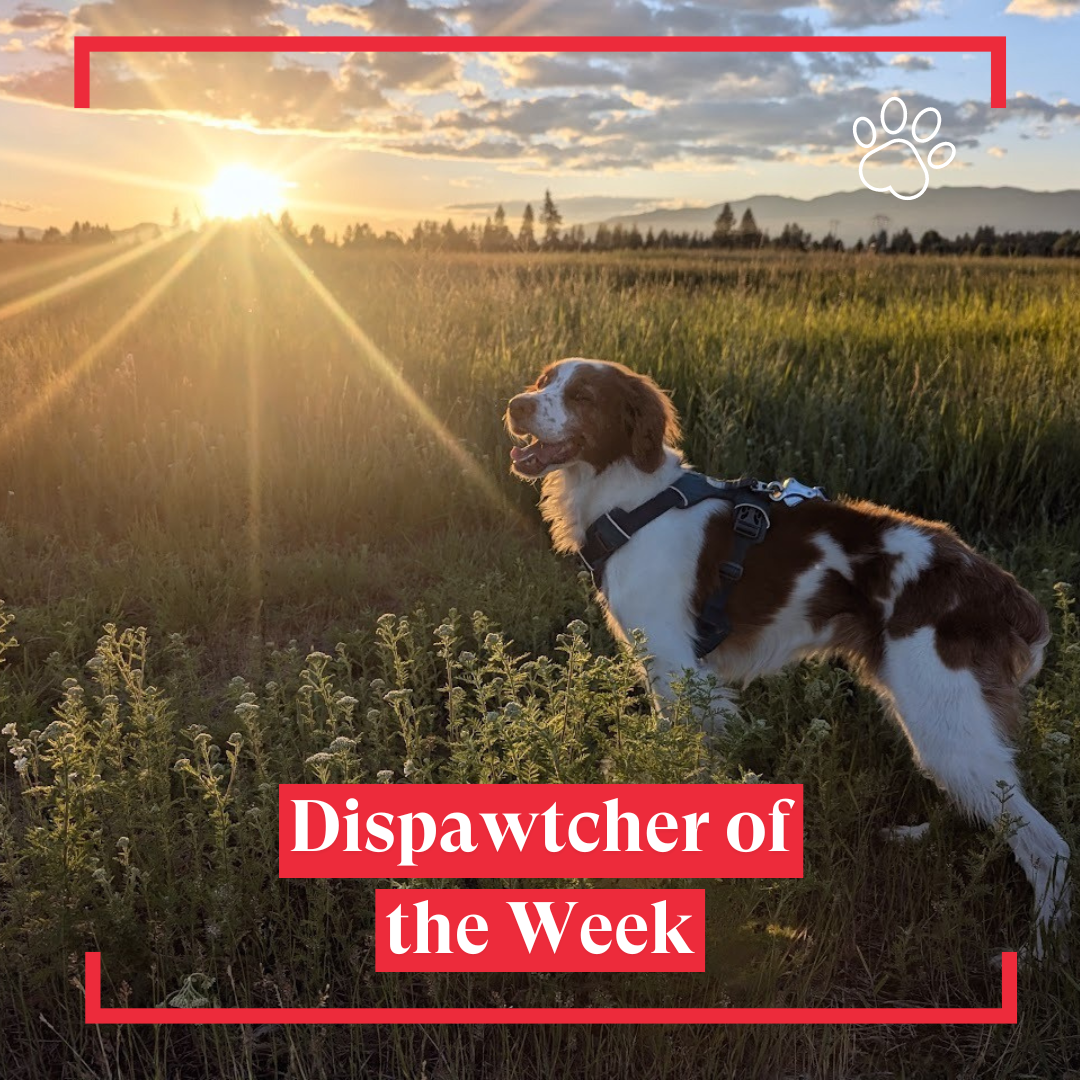 Copy of Dispawtch of the Week (3)