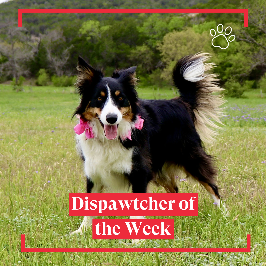 Copy of Dispawtch of the Week