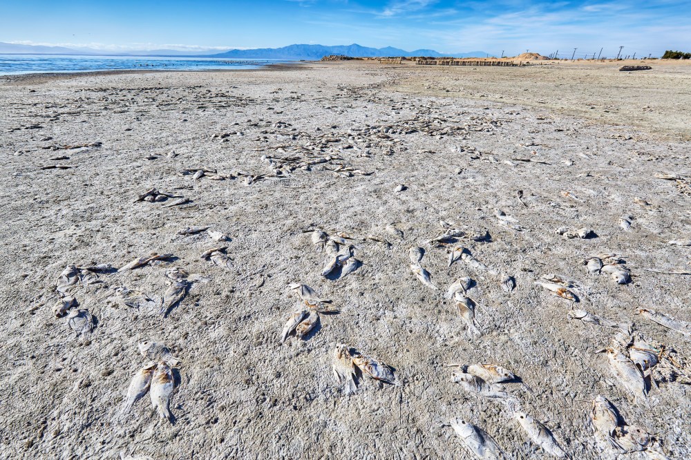 Dead fish on beach,Salton Sea,California,USA