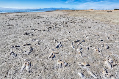 Dead fish on beach,Salton Sea,California,USA