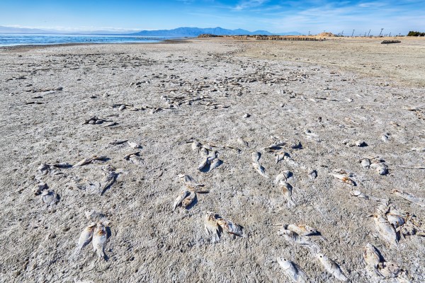 Featured image for post: The Salton Sea