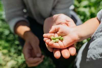 Hands of farmer and son holding green peas in vegetable garden