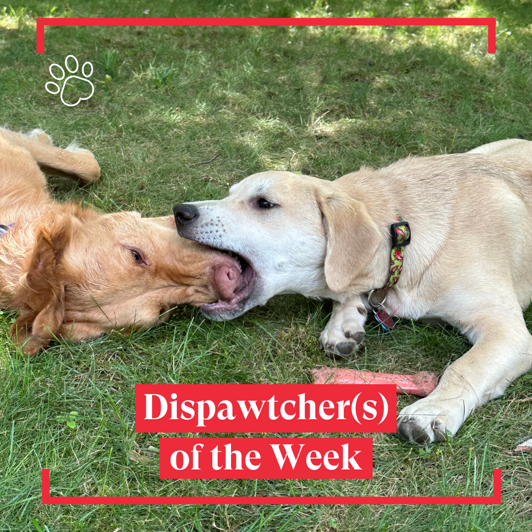 Copy of Dispawtch of the Week (7)