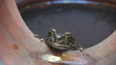 A frog in a drainpipe. Looks