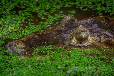 caiman crocodile, a large aquatic and terrestrial reptile, hunting in water overgrown with green vegetation. eyes and muzzle of a crocodile resting in the water