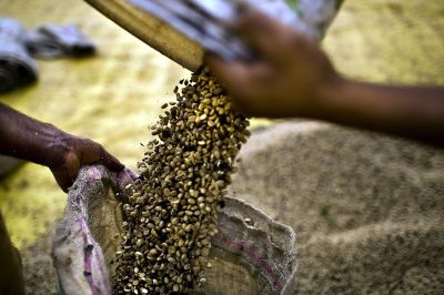 Brazilian Coffee Plantation
