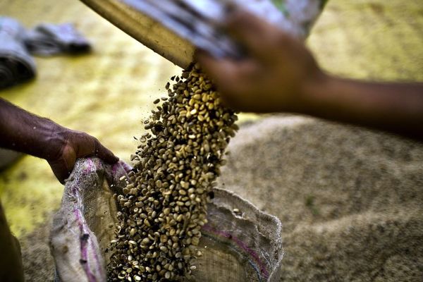 Coffee plantation workers pour sun-dried coffee beans into burlap sacks that are to be delivered to local coffee roasting factories for proccessing and eventual export in Minas Gerais, Brazil. (Photo by Benjamin Lowy/Getty Images)