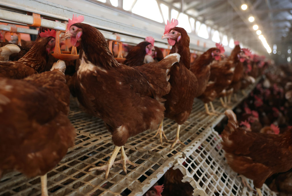 Chickens stand in a henhouse at Sunrise Farms on February 18, 2025, in Petaluma, California. As egg prices continue to skyrocket due to the avian flu outbreak, egg farmers are having to invest millions of dollars in biosecurity efforts to keep their flocks safe. (Photo by Justin Sullivan/Getty Images)