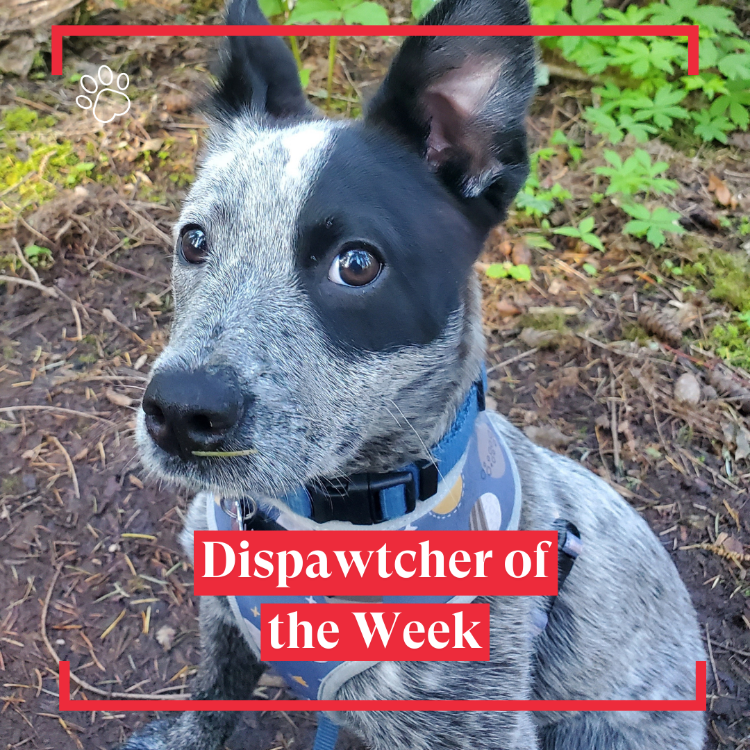 Copy of Dispawtch of the Week (16)