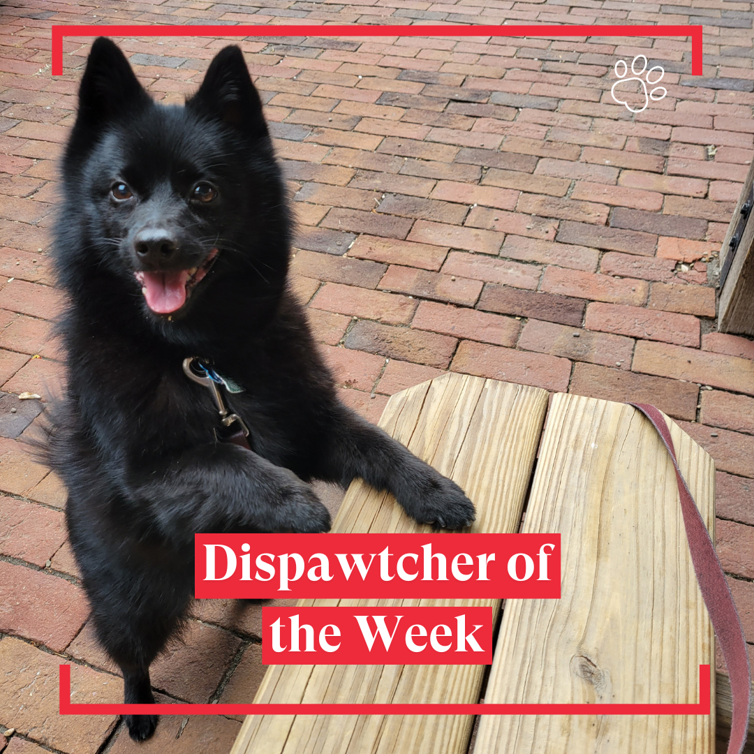 Copy of Dispawtch of the Week (18)