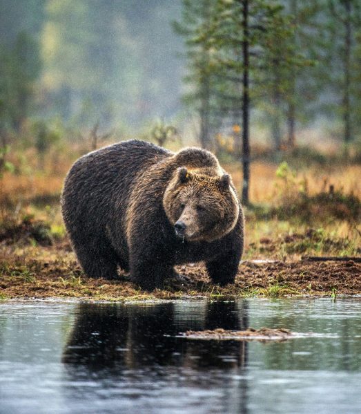 Featured image for post: Grizzly Bears Need Local Support