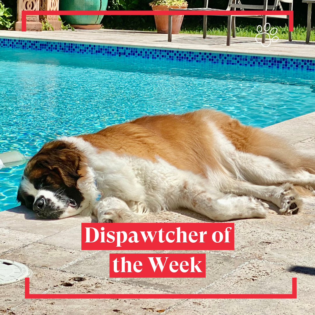 Copy of Dispawtch of the Week (19)