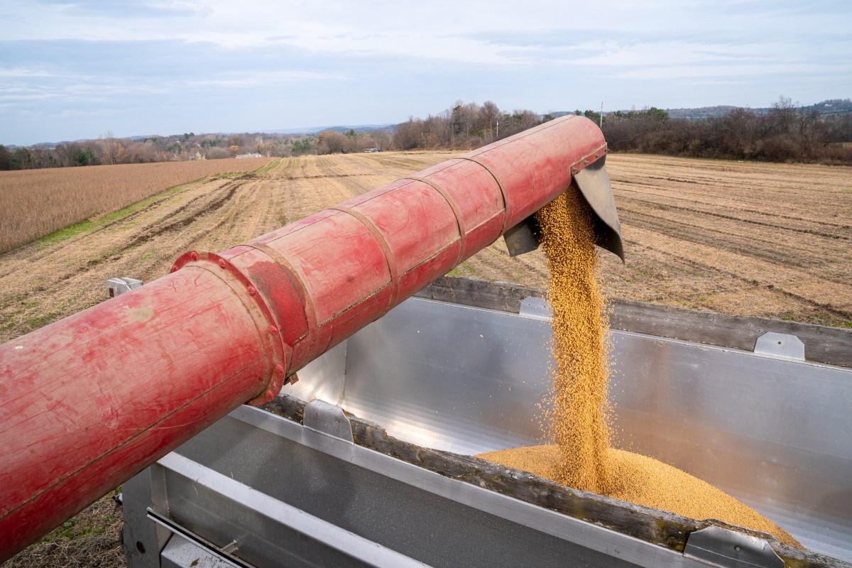 Featured image for post: American Soybean Farmers Are Caught in the Trade War Crossfire