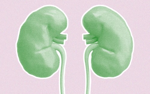 kidneys4