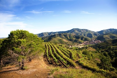 spanish wine