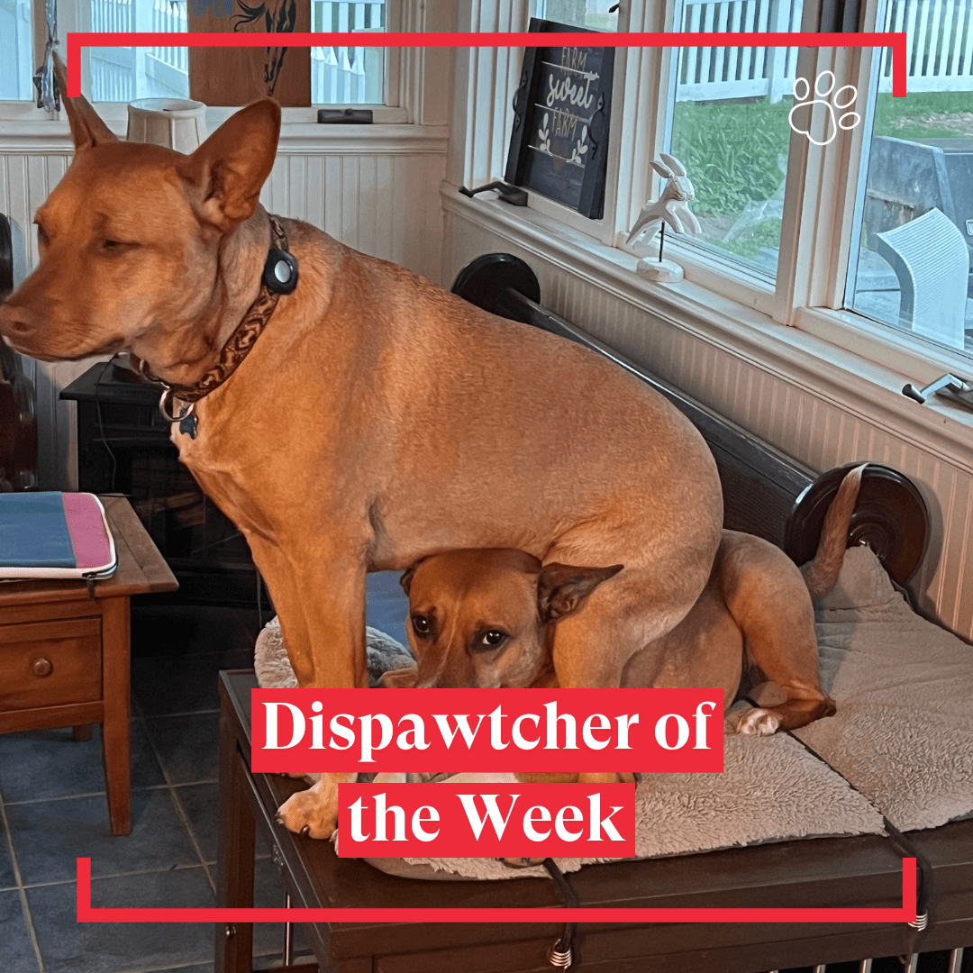 Copy of Dispawtch of the Week (28)