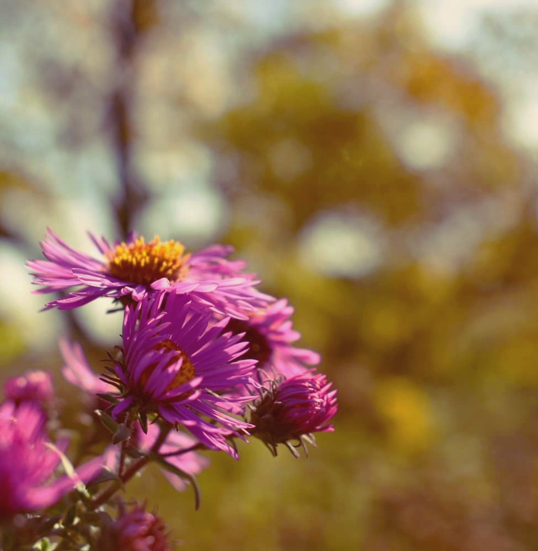 Purple asters, in Iowa. (Photo by Nathan Beacom) 