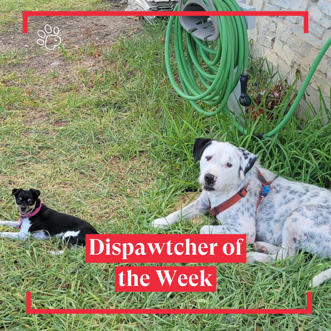 Copy of Dispawtch of the Week (33)